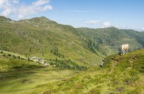 Wildkogel - Almlandschaft - Foto (c) TVB Bramberg